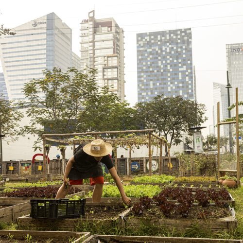 [REPOST] What this nonprofit community farm in BGC can teach us about volunteerism